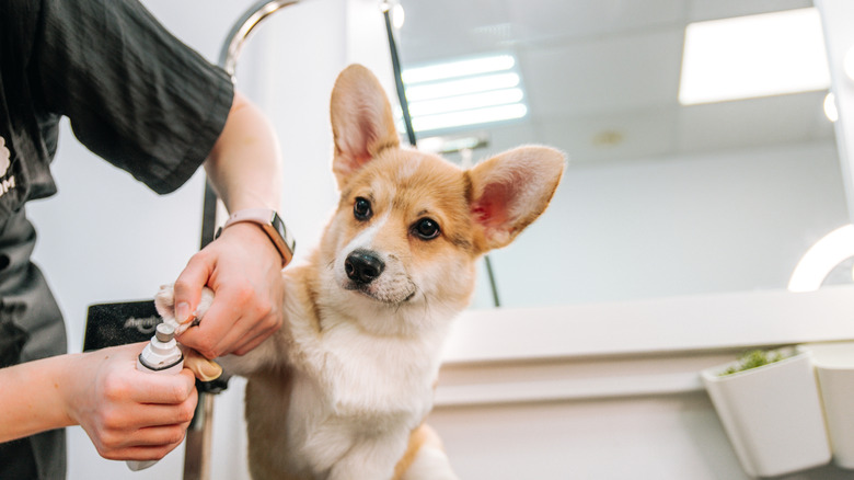 A dog getting nails trimmed by a groomer