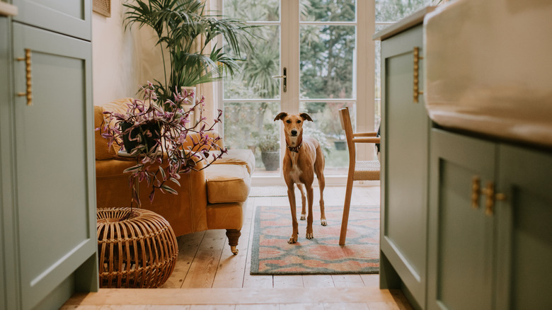 A throw rug on a wooden floor