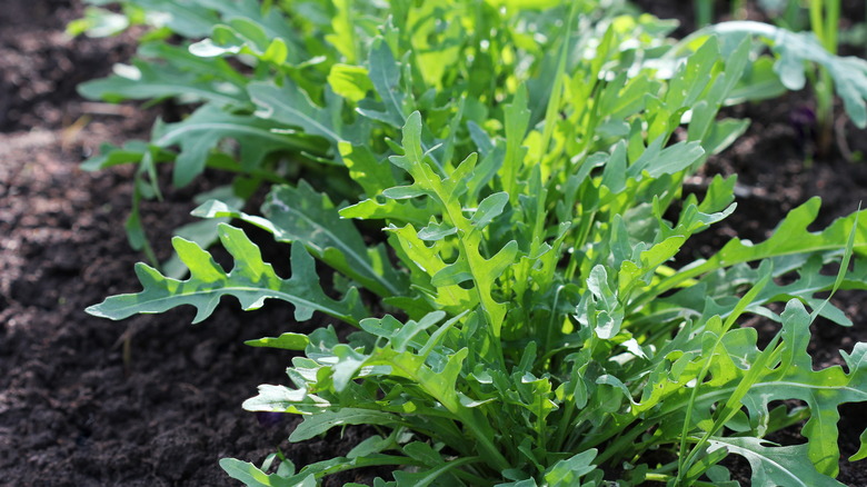 Arugula grows in a vegetable garden