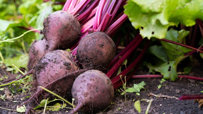 A bunch of beets harvested from the garden rest on soil with leaves in the background