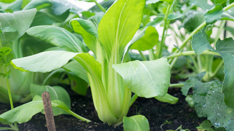 A bok choy plant grows in garden soil