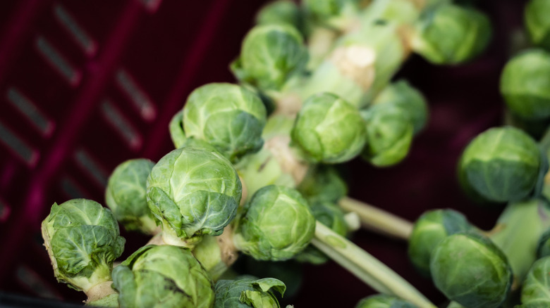 A close-up photo of Brussels sprouts growing on a stalk