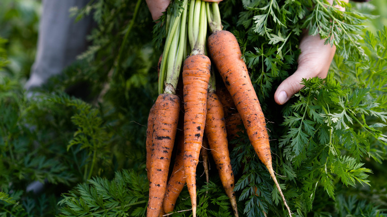 A gardener holds freshly picked carrots