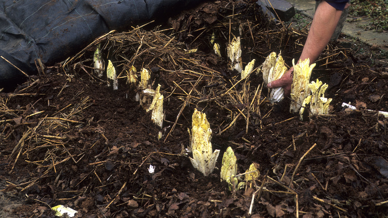 A gardener harvests endive from the soil