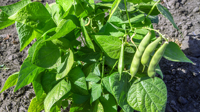 Green bean pods hang from a bush growing in a garden