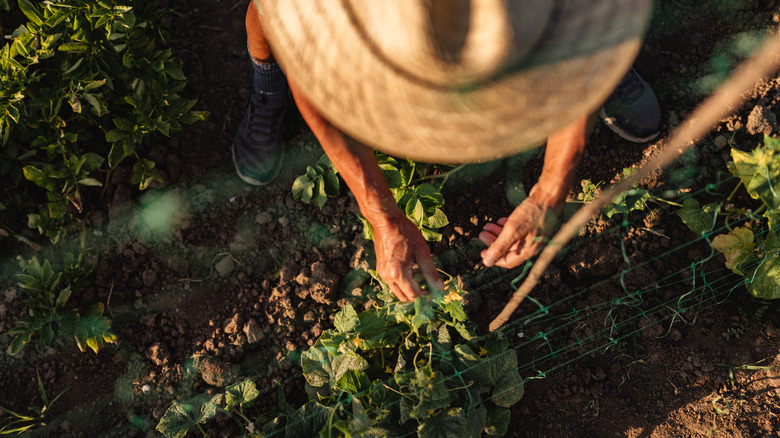 A person wearing a gardening hat tends to leady greens in the shade