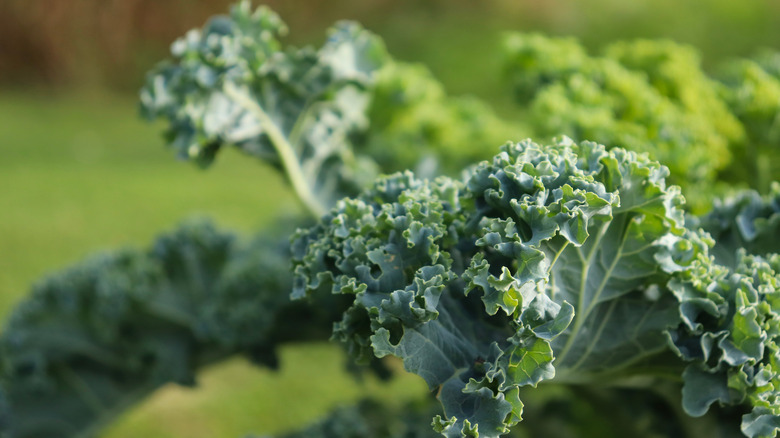 A close-up photo of kale growing in a garden with a blurred background
