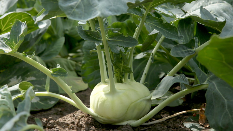 Kohlrabi grows in a vegetable garden