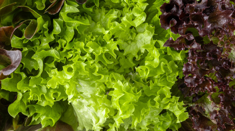 Several varieties of lettuce leaves in a close-up photo