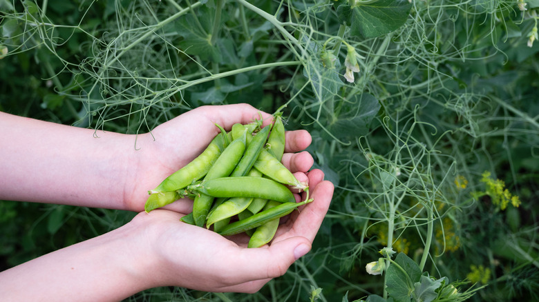 A gardener holds a handful of peas with their vines in the background