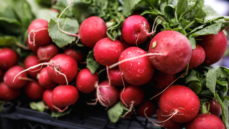 Closeup of bunches of red radishes picked from a garden