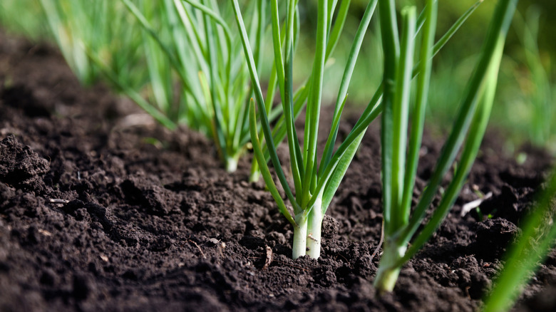 Scallions grow out of the soil in a vegetable garden