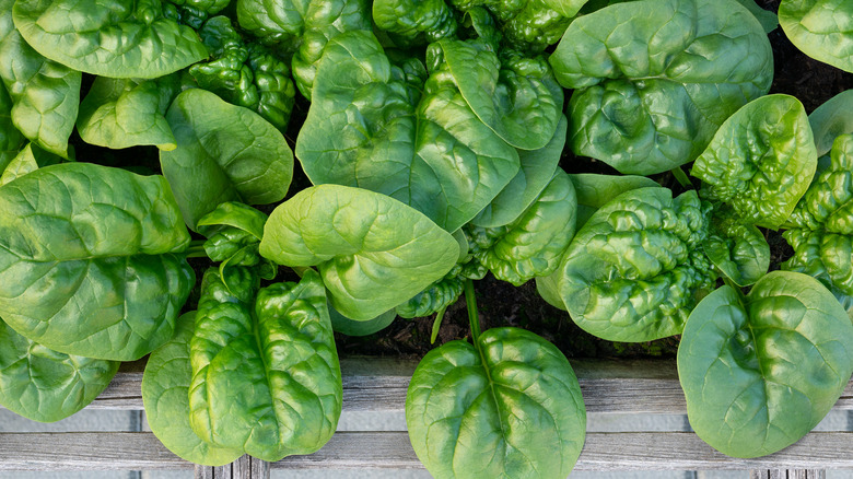 A top view of spinach growing in a garden