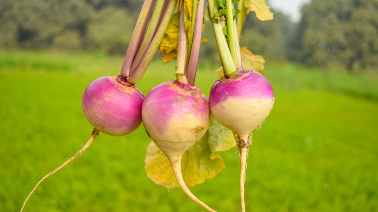 A bunch of turnips are held up with a green lawn in the background