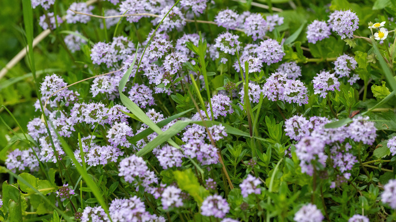 Common thyme's flowers and leaves in growth