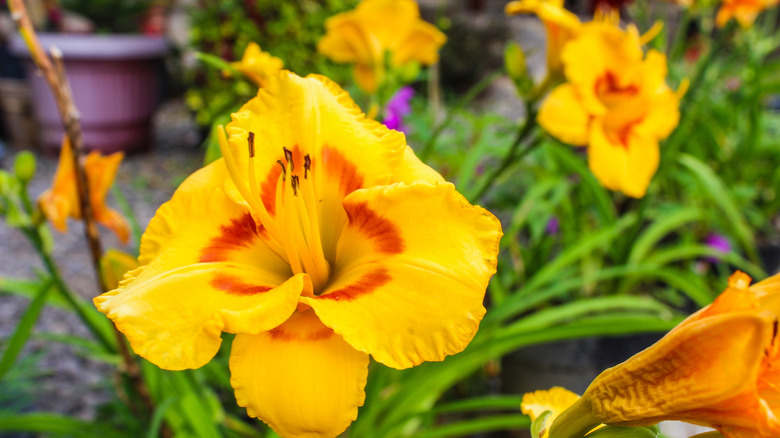 Orange-tinged yellow daisy flowers in bloom