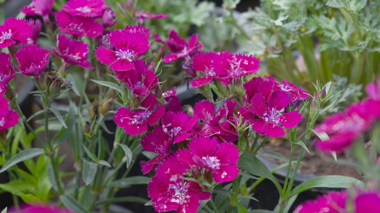 Pink purple dianthus flowers in bloom