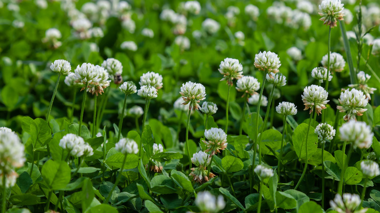 White flowers and green leaves of Dutch clover