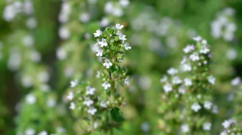 Tiny white flowers of lemon thyme