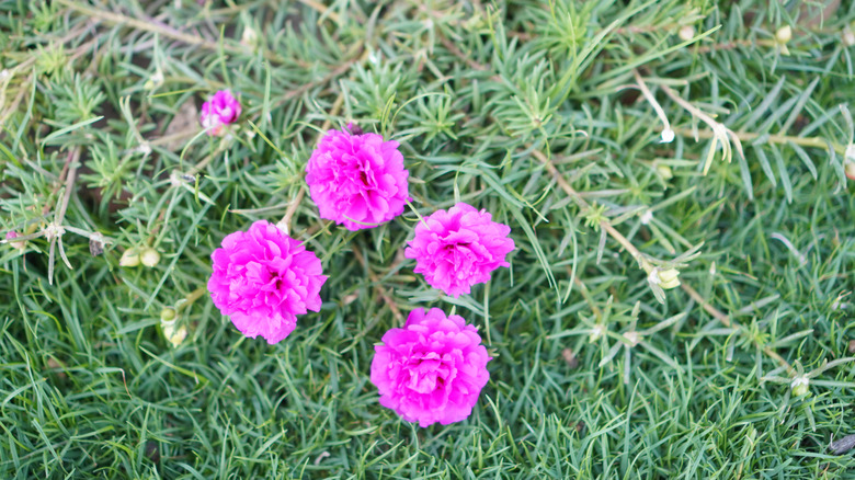 Pink flowers of moss rose in bloom