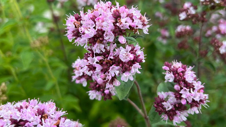 Pink flowers of oregano in flowers