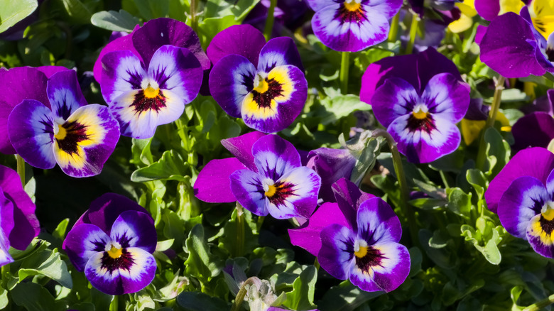 Purple lavender pansy flowers in bloom