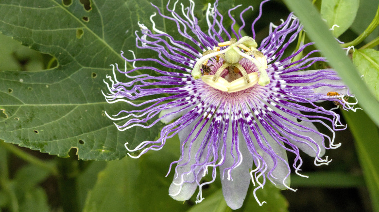 Purple passionflower in bloom