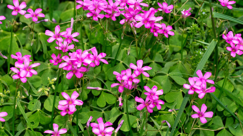 Pink wood sorrel's flowers in bloom