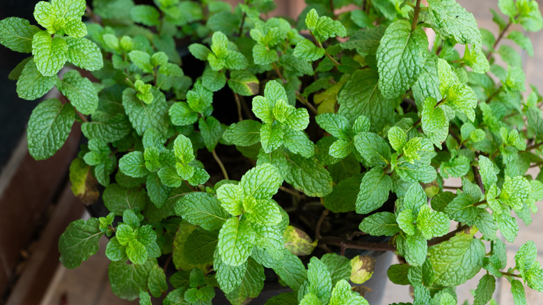 Spearmint's green leaves growing in a container