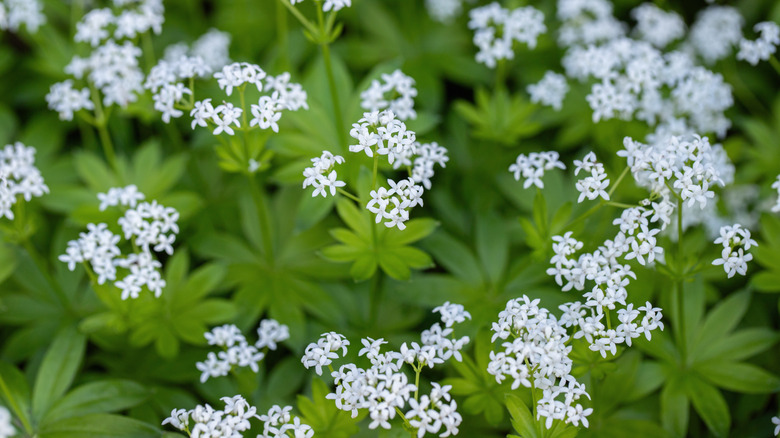 Tiny white flowers of sweet woodruff