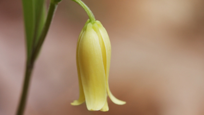 Yellow flower of wild oats plant