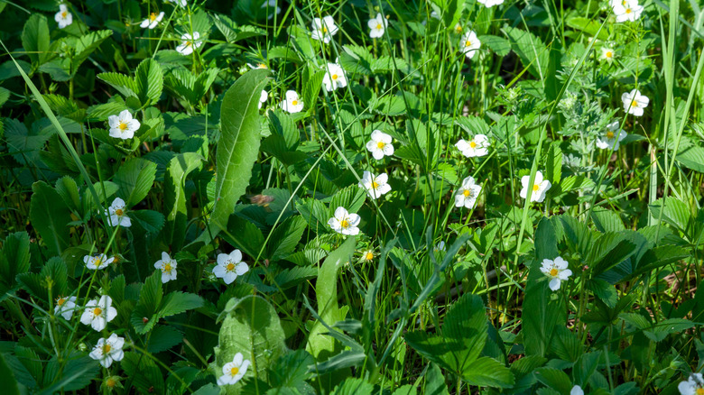 White flowers of wild strawberry in bloom