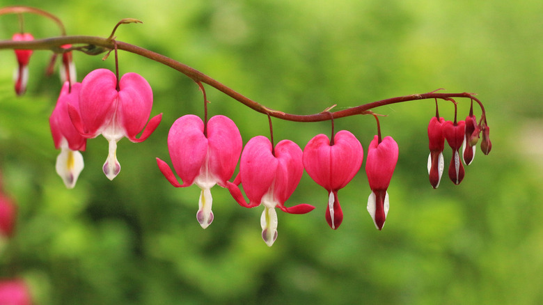 Pink and white bleeding hearts in bloom