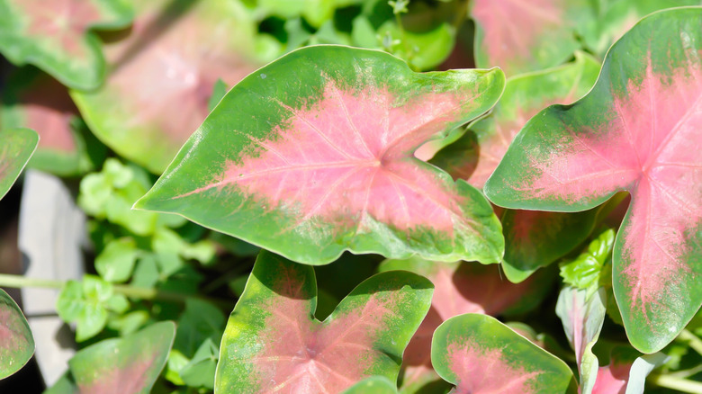 Pink caladiums with green border