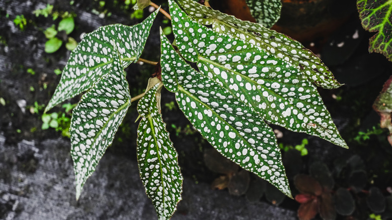Cane begonia 'white ice' foliage
