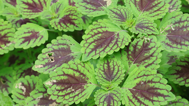 Coleus with green and red foliage