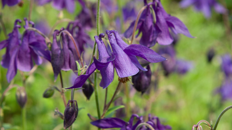 Purple aquilegia flowers