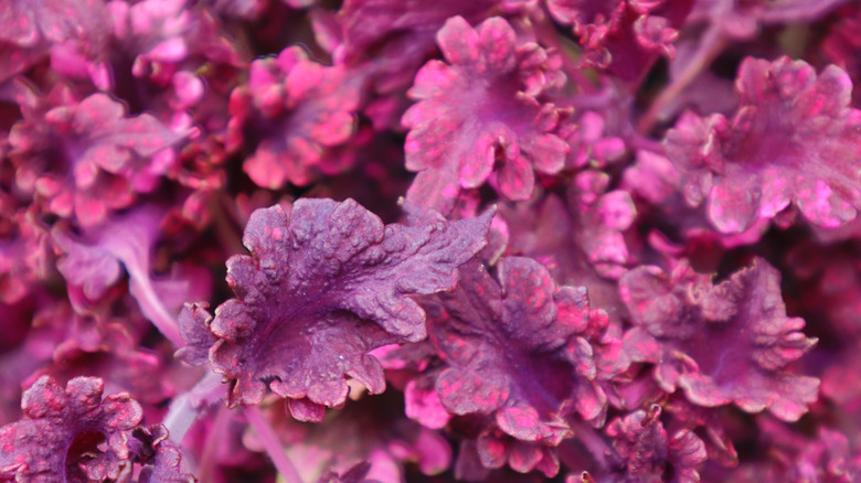 Dark red and purple coral bells