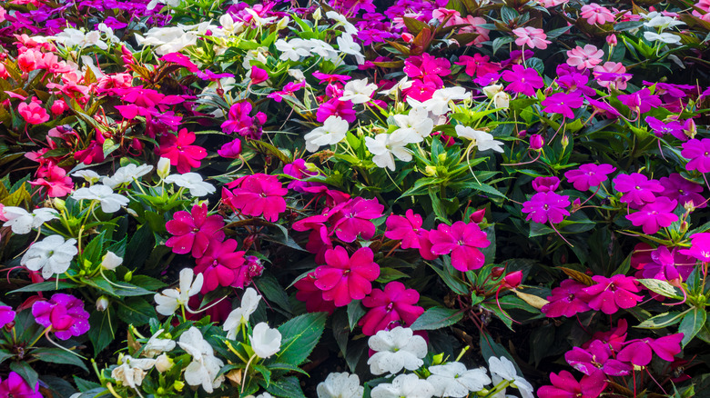 Close up of impatiens blooing in white pink and purple