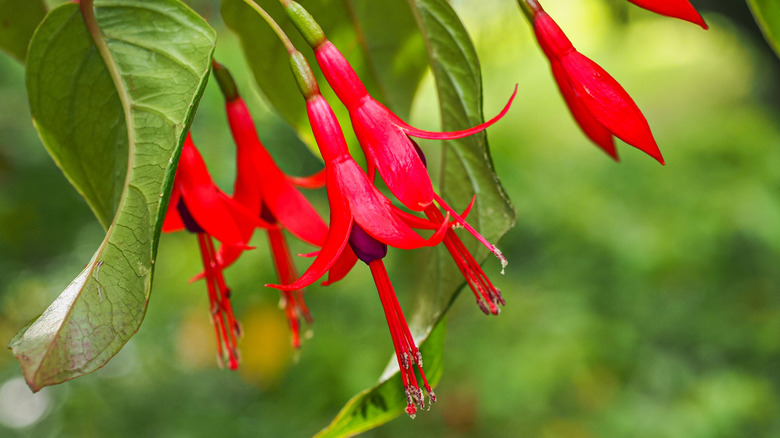 Close up of fuchsia flowers