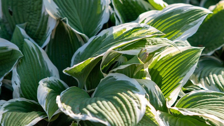 Green hosta with white markings