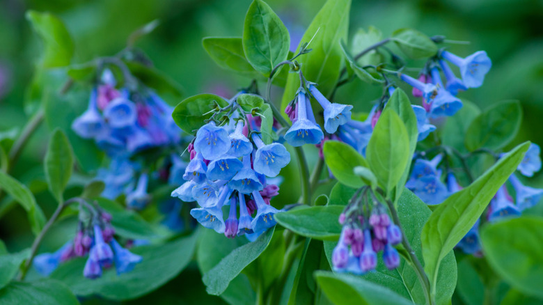 Virginia bluebells flowering in the shade
