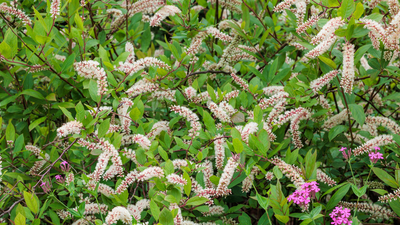 Itea virginica Virginia sweetspire with white blooms