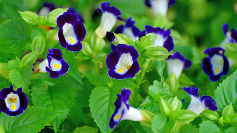 Close up of two toned wishbone flowers blooming