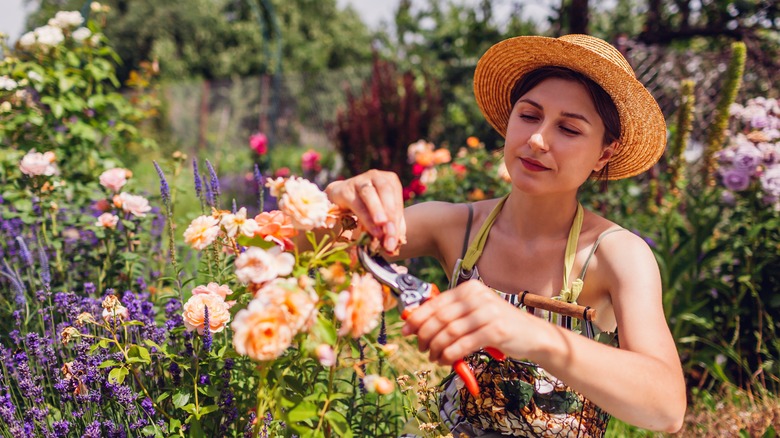 A woman in a straw hat deadheads roses.