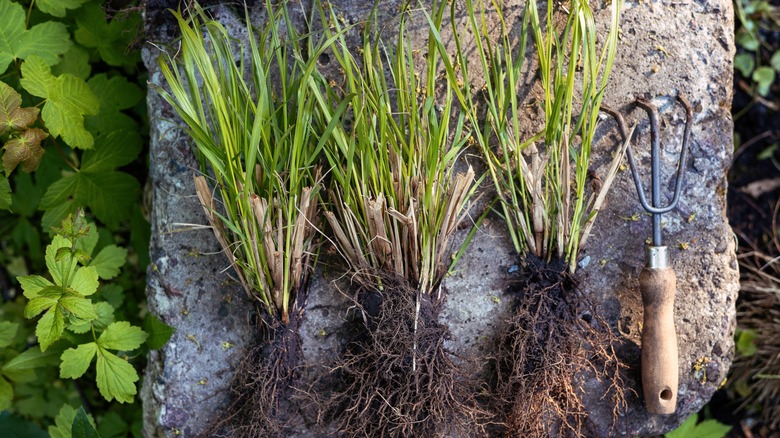 A few uprooted plants lay on a stone, ready to be divided.