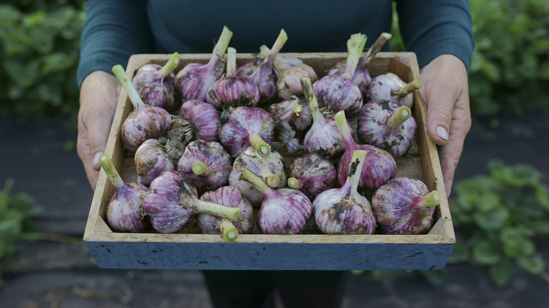 A pair of light-skinned hands hold a wooden tray filled with bulbs