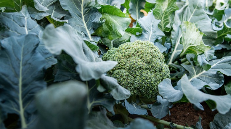 Broccoli grows in a garden.