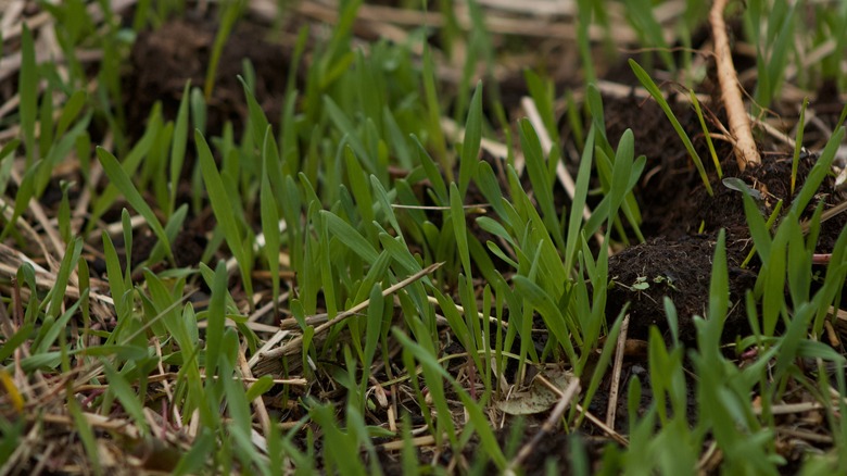 Winter wheat grows as a cover crop in a garden.