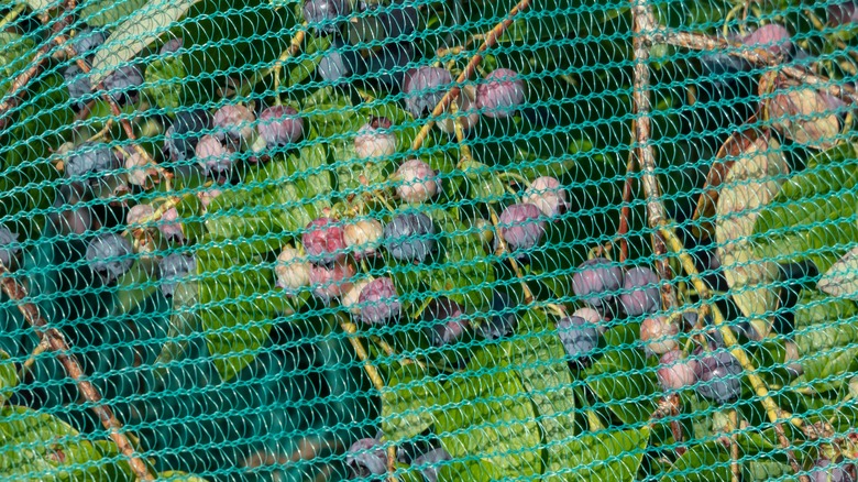 A blueberry shrub is covered in protective netting.